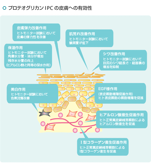 プロテオグリカンIPCの皮膚への有効性