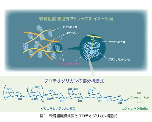 図1 軟骨組織模式図とプロテオグリカン構造式