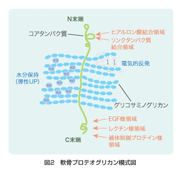 図1 軟骨プロテオグリカン模式図