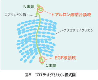 図5 プロテオグリカン模式図